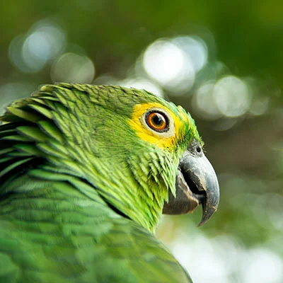 国产动物疫苗厂家排名（中国动物疫苗厂家排名）